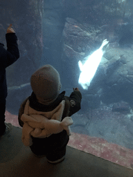 Max and a Harbor Seal under water at the Vriesland building at the Antwerp Zoo