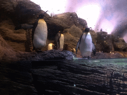 King Penguins at the Vriesland building at the Antwerp Zoo