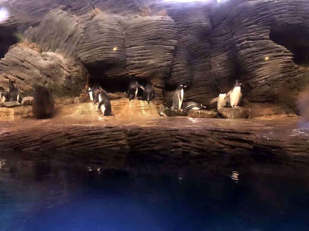 Rockhoppers and Gentoo Penguins at the Vriesland building at the Antwerp Zoo