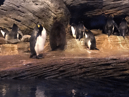 King Penguins and Rockhoppers at the Vriesland building at the Antwerp Zoo