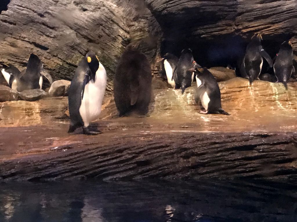 King Penguins and Rockhoppers at the Vriesland building at the Antwerp Zoo