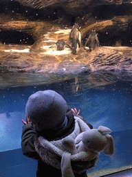 Max and King Penguins at the Vriesland building at the Antwerp Zoo