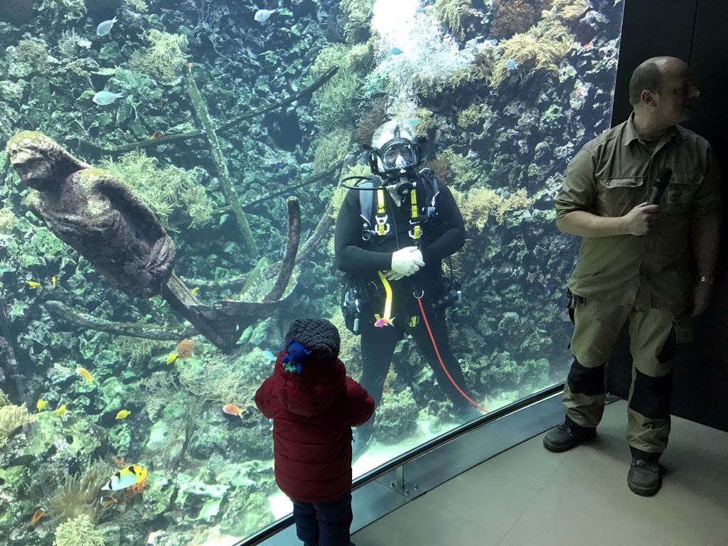 Diver, fish, coral and a ship wreck at the Reef Aquarium at the Aquarium of the Antwerp Zoo