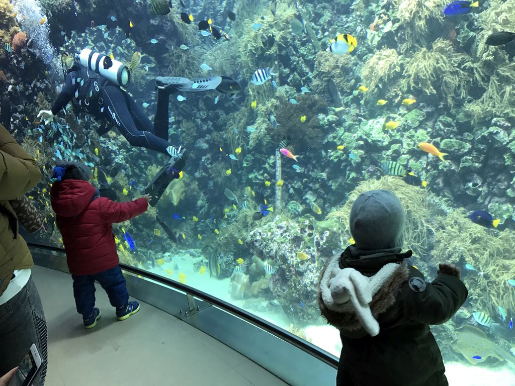 Max, a diver, fish and coral at the Reef Aquarium at the Aquarium of the Antwerp Zoo