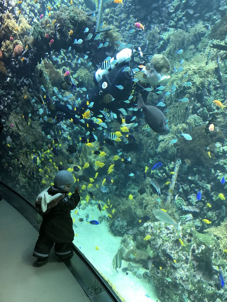 Max, a diver, fish and coral at the Reef Aquarium at the Aquarium of the Antwerp Zoo
