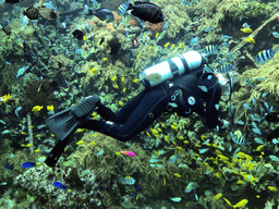 Diver, fish and coral at the Reef Aquarium at the Aquarium of the Antwerp Zoo