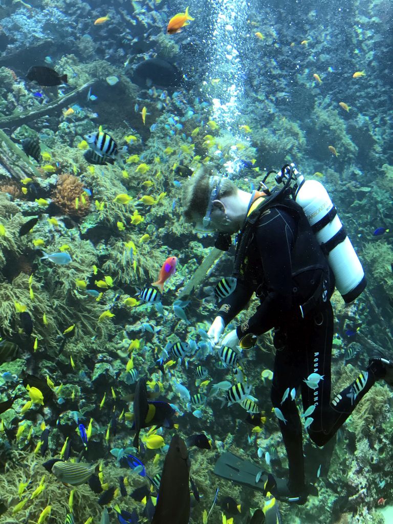 Diver, fish and coral at the Reef Aquarium at the Aquarium of the Antwerp Zoo