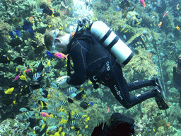 Diver, fish and coral at the Reef Aquarium at the Aquarium of the Antwerp Zoo