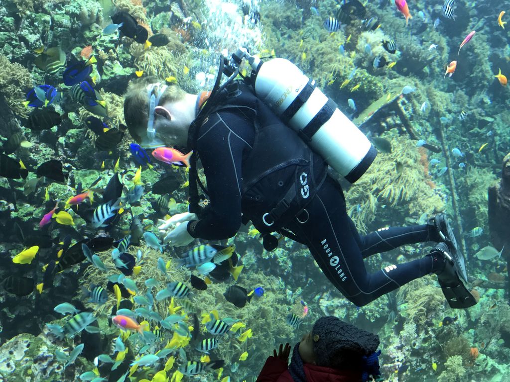 Diver, fish and coral at the Reef Aquarium at the Aquarium of the Antwerp Zoo