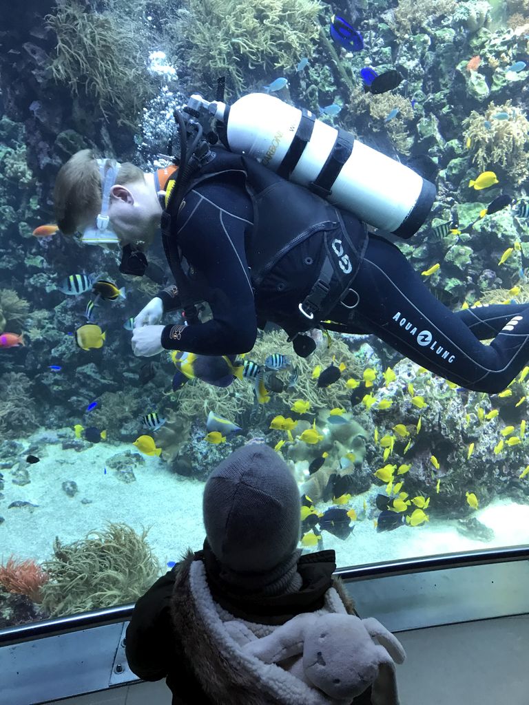 Max, a diver, fish and coral at the Reef Aquarium at the Aquarium of the Antwerp Zoo