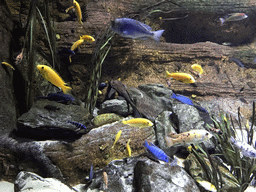 Fish at the Aquarium of the Antwerp Zoo