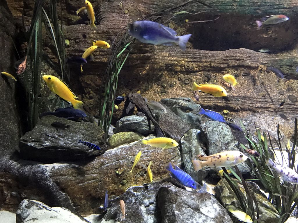 Fish at the Aquarium of the Antwerp Zoo