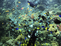 Diver, fish, coral and a ship wreck at the Reef Aquarium at the Aquarium of the Antwerp Zoo