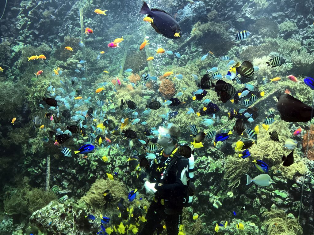 Diver, fish, coral and a ship wreck at the Reef Aquarium at the Aquarium of the Antwerp Zoo