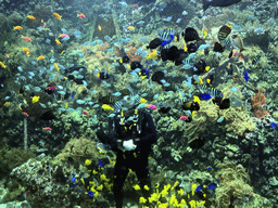 Diver, fish, coral and a ship wreck at the Reef Aquarium at the Aquarium of the Antwerp Zoo