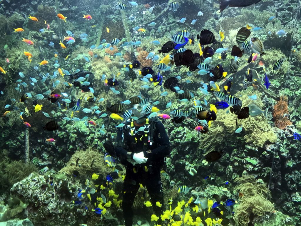 Diver, fish, coral and a ship wreck at the Reef Aquarium at the Aquarium of the Antwerp Zoo