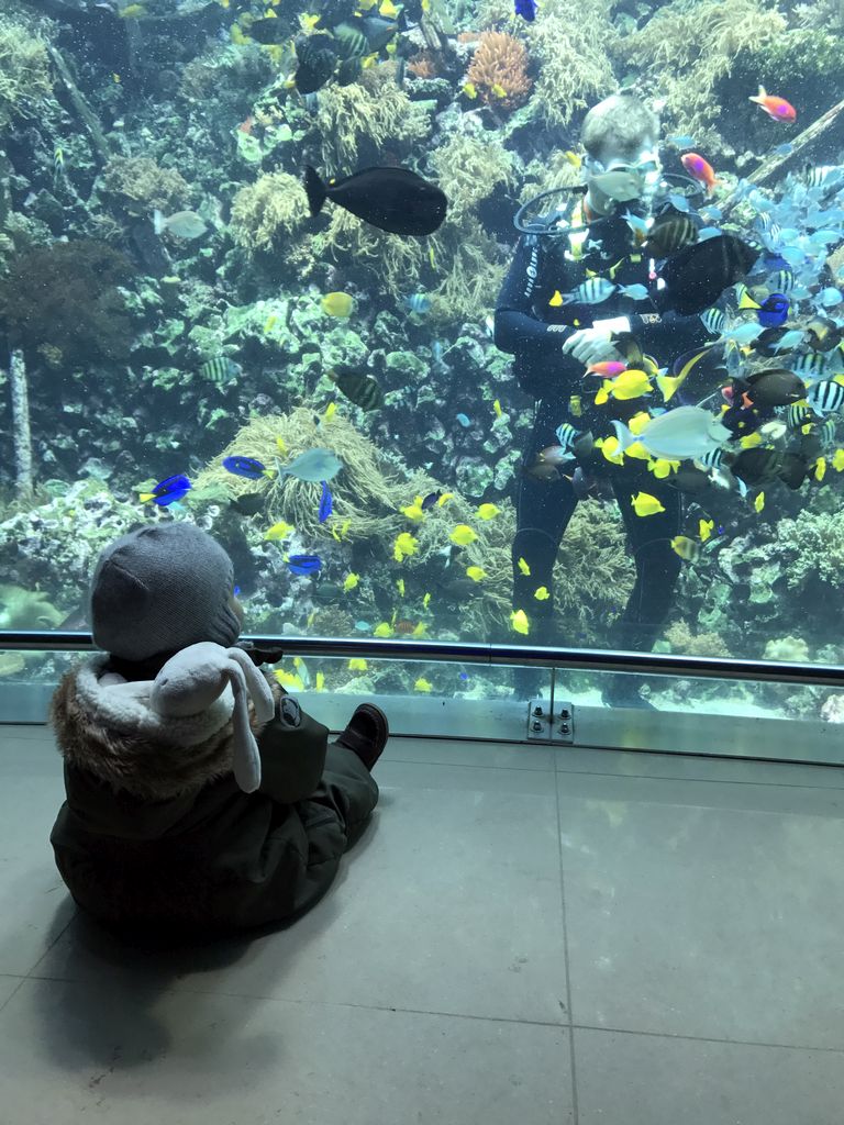 Max, a diver, fish and coral at the Reef Aquarium at the Aquarium of the Antwerp Zoo