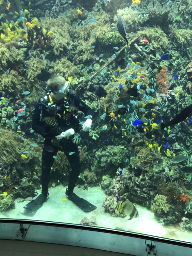 Diver, fish, coral and a ship wreck at the Reef Aquarium at the Aquarium of the Antwerp Zoo