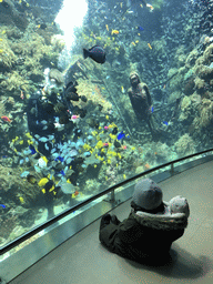 Max, a diver, fish, coral and a ship wreck at the Reef Aquarium at the Aquarium of the Antwerp Zoo