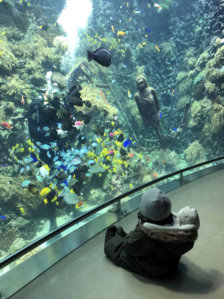 Max, a diver, fish, coral and a ship wreck at the Reef Aquarium at the Aquarium of the Antwerp Zoo