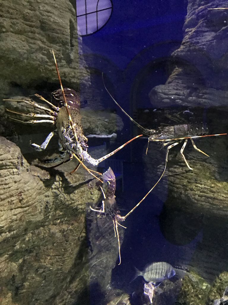Spiny Lobsters at the Aquarium of the Antwerp Zoo