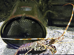 Spiny Lobster at the Aquarium of the Antwerp Zoo