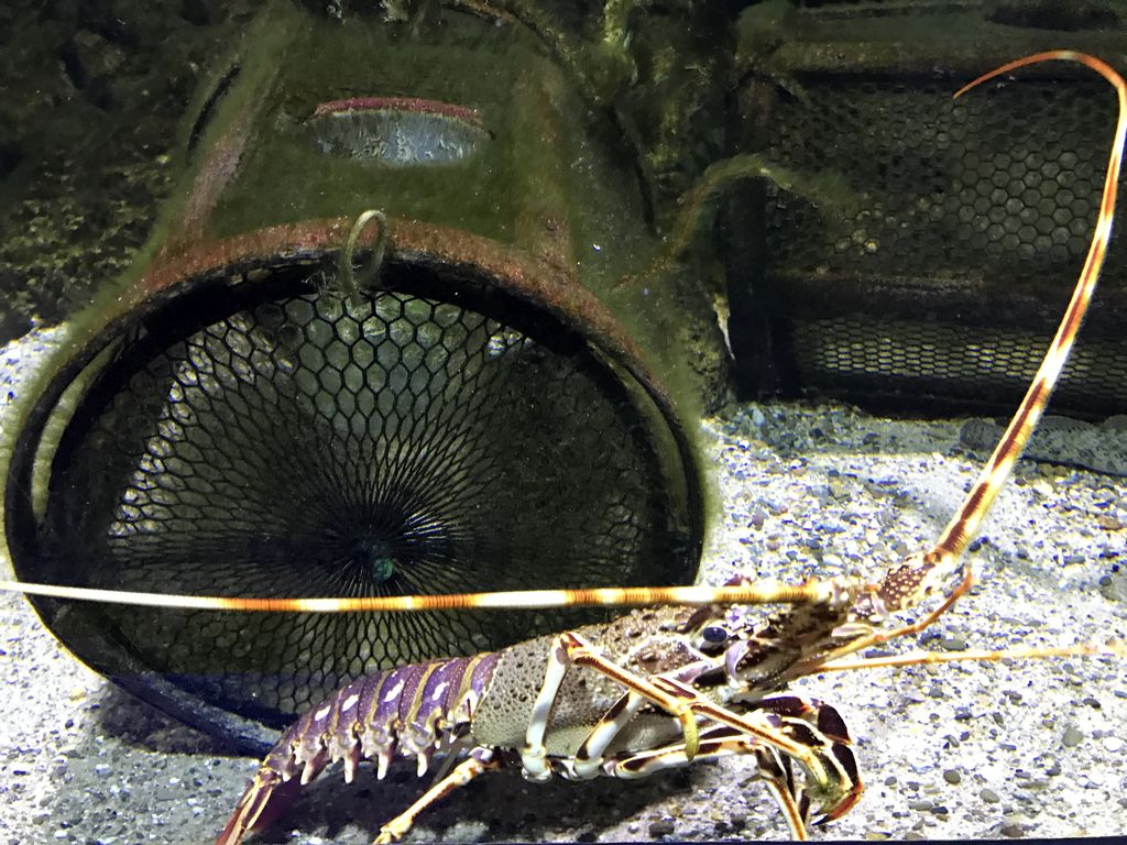 Spiny Lobster at the Aquarium of the Antwerp Zoo