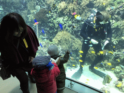 Max, Miaomiao, a diver, fish and coral at the Reef Aquarium at the Aquarium of the Antwerp Zoo