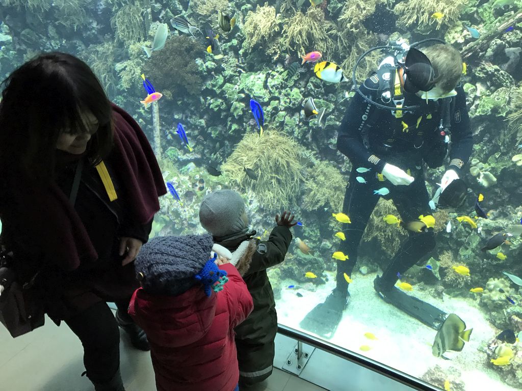 Max, Miaomiao, a diver, fish and coral at the Reef Aquarium at the Aquarium of the Antwerp Zoo