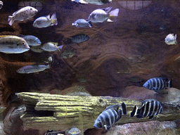 Fish at the Aquarium of the Antwerp Zoo