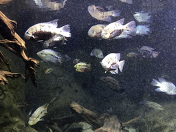 Fish at the Aquarium of the Antwerp Zoo