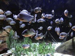 Red Piranhas at the Aquarium of the Antwerp Zoo