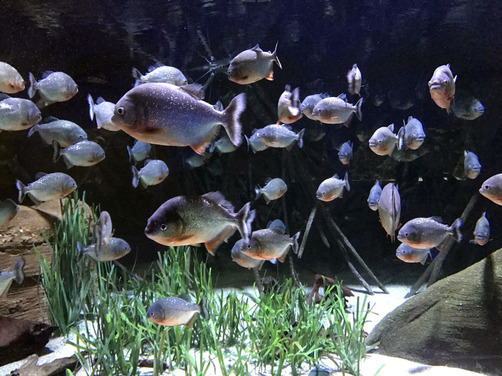 Red Piranhas at the Aquarium of the Antwerp Zoo