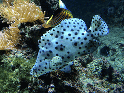 Fish at the Aquarium of the Antwerp Zoo