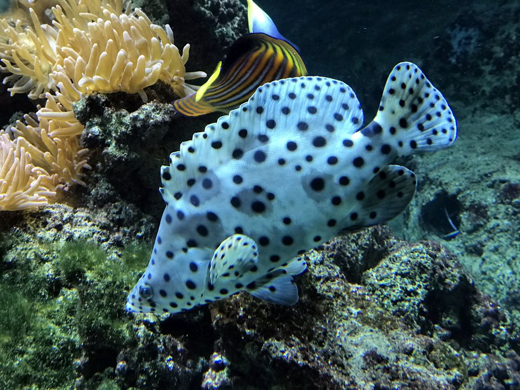 Fish at the Aquarium of the Antwerp Zoo