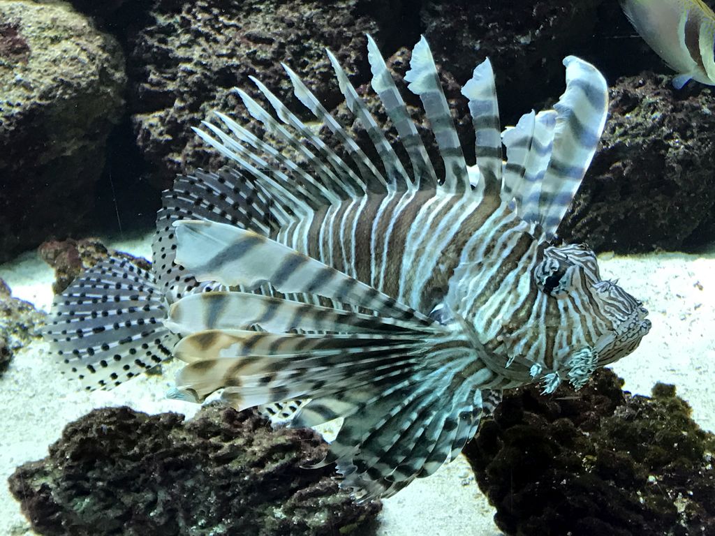 Lionfish at the Aquarium of the Antwerp Zoo