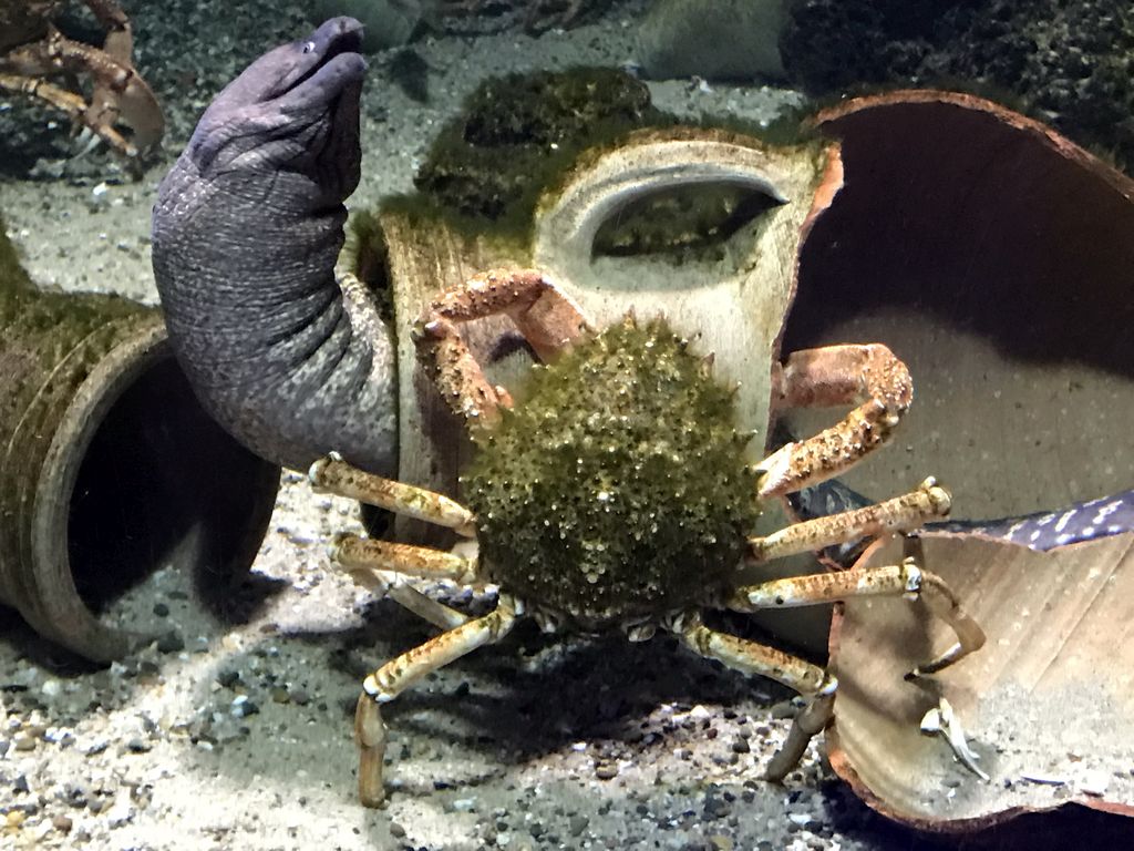 Crab and Moray Eel at the Aquarium of the Antwerp Zoo