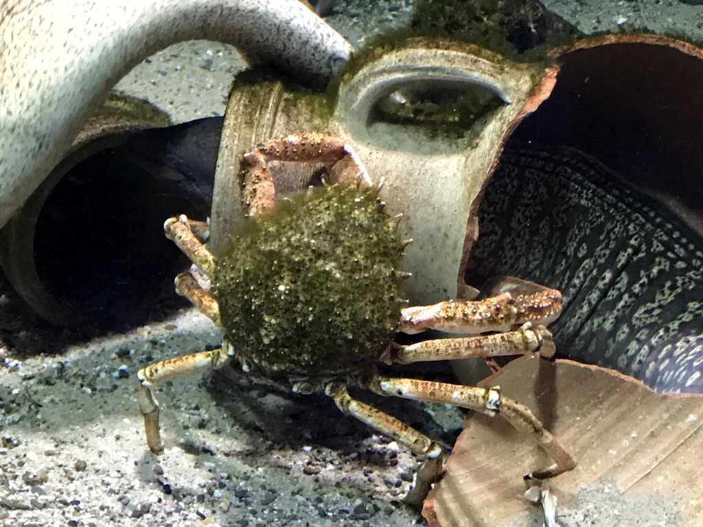 Crab and Moray Eel at the Aquarium of the Antwerp Zoo