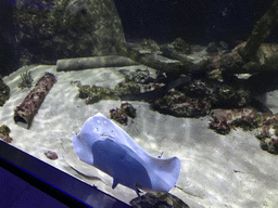 Stingray at the Aquarium of the Antwerp Zoo