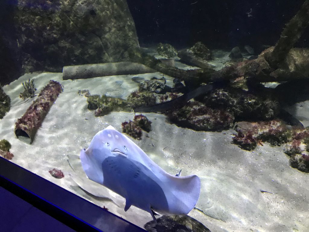 Stingray at the Aquarium of the Antwerp Zoo