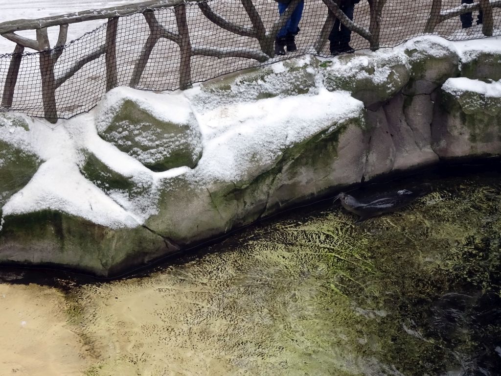 Harbor Seal at the Antwerp Zoo