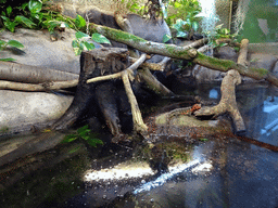 Chinese Crocodile Lizards in the Reptile House at the Antwerp Zoo