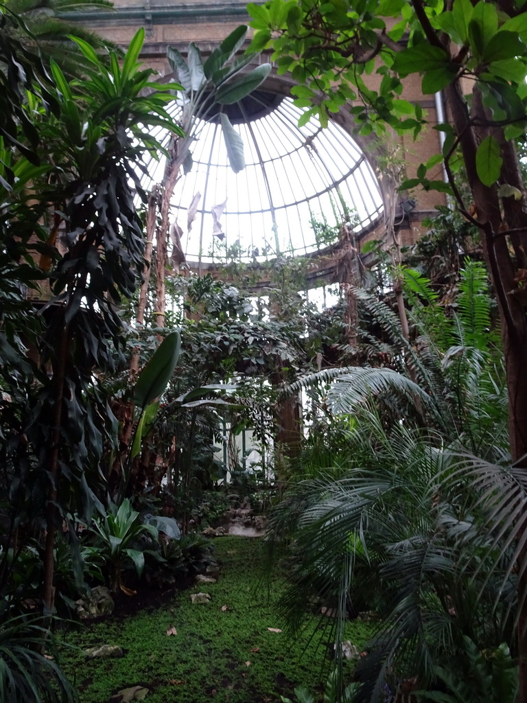 Interior of the Butterfly Garden at the Antwerp Zoo