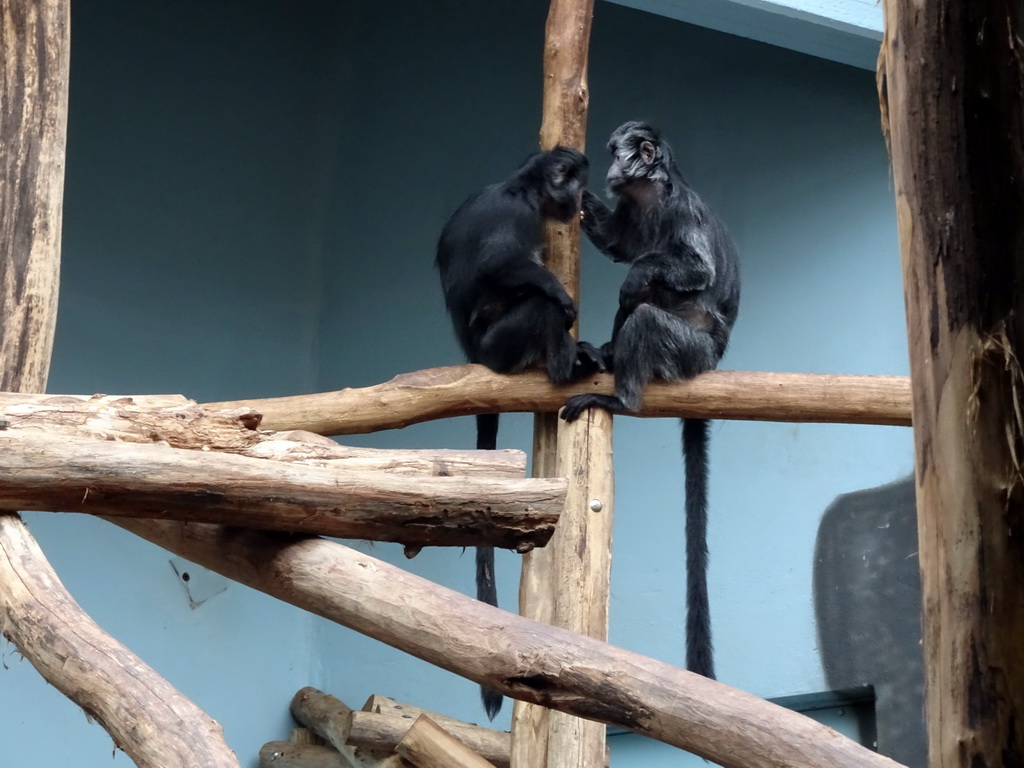 Javan Langurs at the Monkey Building at the Antwerp Zoo