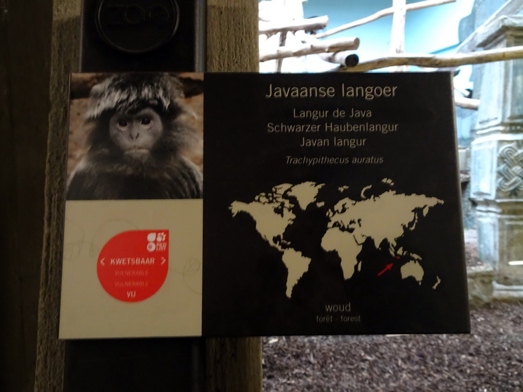 Explanation on the Javan Langur at the Monkey Building at the Antwerp Zoo
