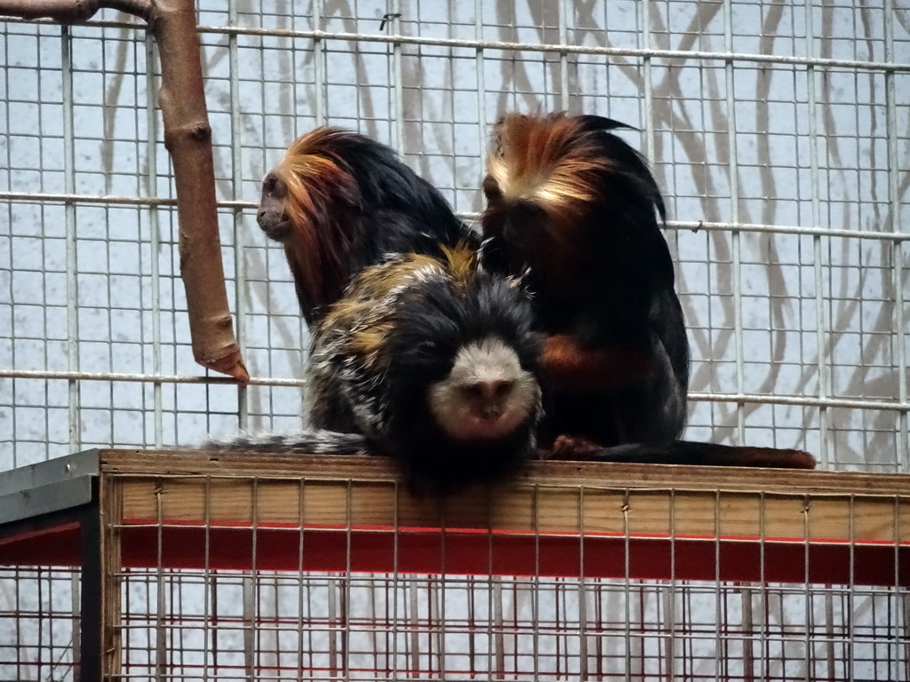 Geoffroy`s Marmoset and Golden-headed Lion Tamarins at the Monkey Building at the Antwerp Zoo