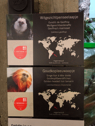 Explanation on the Geoffroy`s Marmoset and Golden-headed Lion Tamarin at the Monkey Building at the Antwerp Zoo