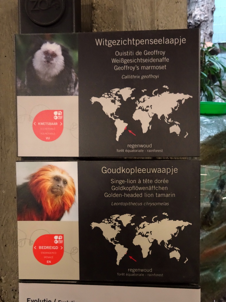Explanation on the Geoffroy`s Marmoset and Golden-headed Lion Tamarin at the Monkey Building at the Antwerp Zoo