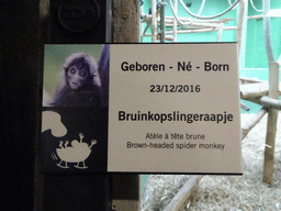 Explanation on the newborn Brown-headed Spider Monkey at the Monkey Building at the Antwerp Zoo