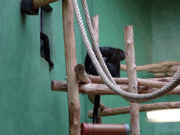 Brown-headed Spider Monkeys at the Monkey Building at the Antwerp Zoo